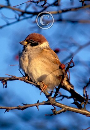 Tree Sparrow DM0816